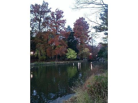 現地土地写真　石神井公園